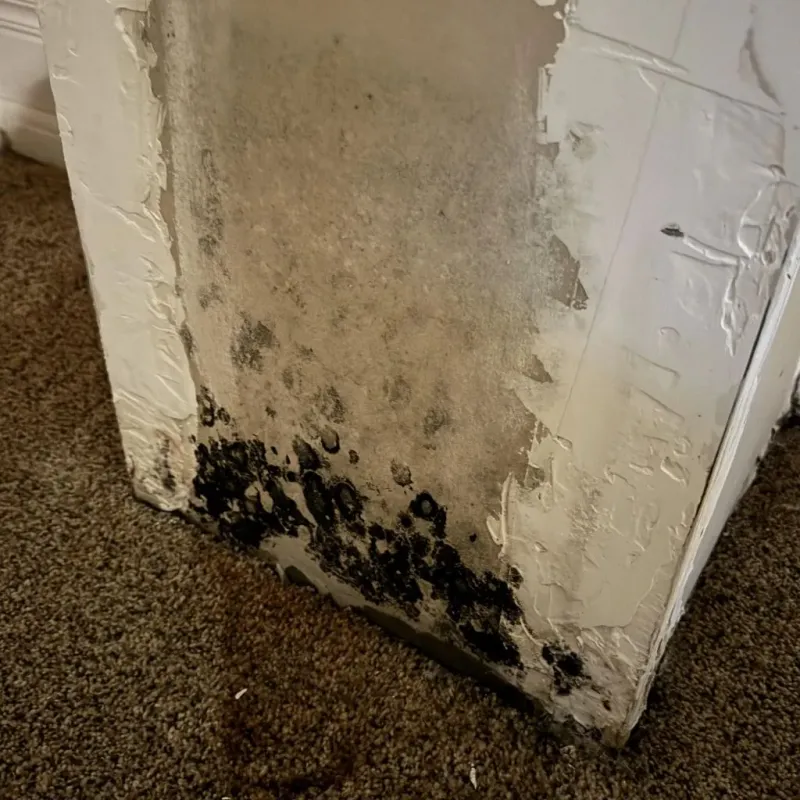 Professional Mold Removal in Chino, CA